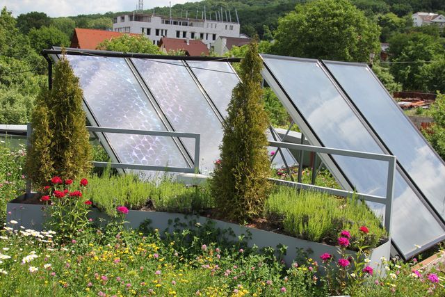 Solar green roof