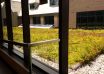 Why an extensive green roof?