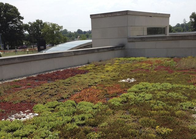 Water retention extensive green roof