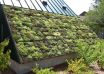 Light extensive green roof