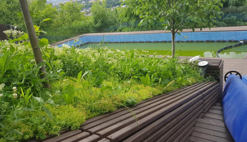 Biodiversity roof with swimming pool