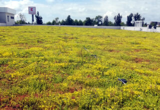 Huge extensive green roof on Kaufland Pallady