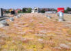 Extensive green roof with biodiversity-type overseeding and green façade – Penny Otopeni