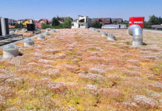 Extensive green roof with biodiversity-type overseeding and green façade – Penny Otopeni