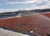 Green roof with irrigation at Kaufland Moreni