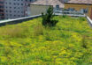 Green roof over the multi-storey public parking in Sibiu – Hipodrom area