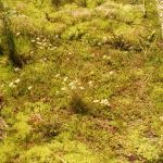 (Română) Terasă verde tip biodivers necirculabilă cu stratificație SIKA