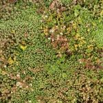(Română) Rulou de vegetație rezistentă la secetă - Sedum