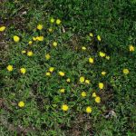 Hieracium pilosella - Mouse-ear hawkweed