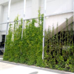 The green facade with ivy climbing plants and wild vines at Kaufland Aurel Vlaicu in Cluj