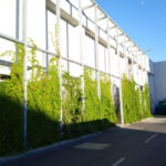 The green facade with ivy climbing plants and wild vines at Kaufland Aurel Vlaicu in Cluj