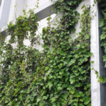 The green facade with ivy climbing plants and wild vines at Kaufland Aurel Vlaicu in Cluj