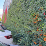 The green facade with ivy climbing plants and wild vines at Kaufland Aurel Vlaicu in Cluj