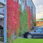 The green facade with ivy climbing plants and wild vines at Kaufland Aurel Vlaicu in Cluj