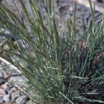 Koeleria glauca - Blue Hair Grass