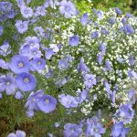 Linum perenne - Blue flax