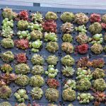 (Română) Fațadă verde din plante suculente, la City Park Mall Constanța