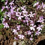 Saponaria ocymoides – Gyepes szapanfű