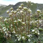 Saxifraga paniculata - White Mountain saxifrage