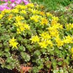 Sedum floriferum 'Weihenstephaner Gold'- 'Weihenstephaner Gold' stonecrop