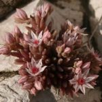 Sedum hispanicum - Biting stonecrop