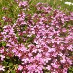 Thymus doerfleri ‘Bressingham Seedling‘
