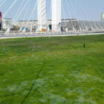 Extenzív zöldtető öntözőrendszerrel – 4.300 m² a Basarab híd környéke Bukarest