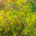 Lightweight extensive green roof – Penny Valu lui Traian