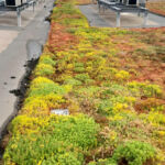 Lightweight extensive green roof – Penny Valu lui Traian