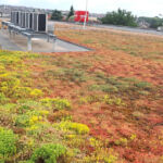 Lightweight extensive green roof – Penny Valu lui Traian