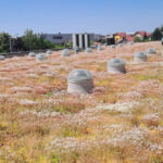 Extensive green roof with biodiversity-type overseeding and green façade – Penny Otopeni
