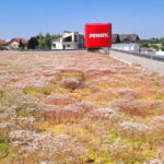 Extensive green roof with biodiversity-type overseeding and green façade – Penny Otopeni