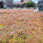 Extensive green roof with biodiversity-type overseeding and green façade – Penny Otopeni