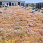Extensive green roof with biodiversity-type overseeding and green façade – Penny Otopeni