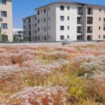 Extensive green roof with biodiversity-type overseeding and green façade – Penny Otopeni