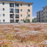 Extensive green roof with biodiversity-type overseeding and green façade – Penny Otopeni