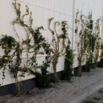 Extensive green roof with biodiversity-type overseeding and green façade – Penny Otopeni