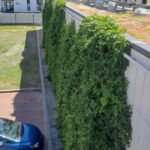 Extensive green roof with biodiversity-type overseeding and green façade – Penny Otopeni
