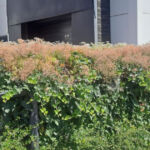 Extensive green roof with biodiversity-type overseeding and green façade – Penny Otopeni