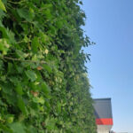 Extensive green roof with biodiversity-type overseeding and green façade – Penny Otopeni