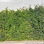 Extensive green roof with biodiversity-type overseeding and green façade – Penny Otopeni