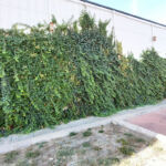 Extensive green roof with biodiversity-type overseeding and green façade – Penny Otopeni