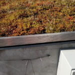 Extensive green roof with biodiversity-type overseeding and green façade – Penny Otopeni