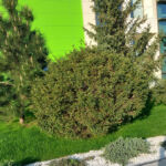 Autonom - an intensive park-type green roof