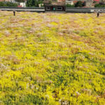 Spring on the ISHO Timișoara extensive green roof