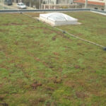 Extensive green roof on the Penny Agigea store