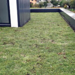 Sedum zöldtető – Beszterce