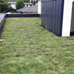 Sedum zöldtető – Beszterce