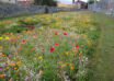 Biodiversity, which means the multitude of life forms on Earth, plays an essential role in maintaining ecological balance