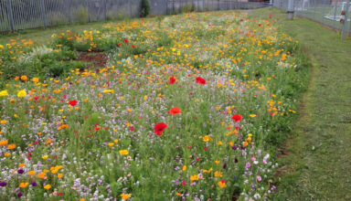 Biodiversity, which means the multitude of life forms on Earth, plays an essential role in maintaining ecological balance